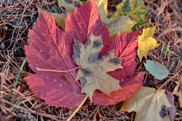 autumn leaves on the ground