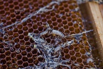 Wax moth larvae on an infected bee nest. cover of the hive is infected with a wax moth. family of...