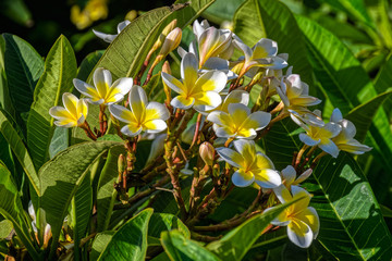 Obraz premium Bright white and yellow flowers on blooming Plumeria (frangipani) tree in garden.