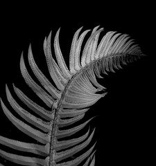 silver fern