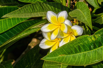 Bright white and yellow flowers on blooming Plumeria (frangipani) tree in garden.