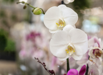 Fototapeta na wymiar Beautiful blooming tropical orchid on blurred background, closeup. Space for text