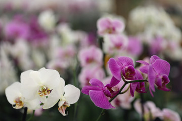 Fototapeta na wymiar Beautiful blooming orchid flowers in store, closeup