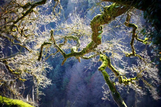 Spain, Gorbea Natural Park, moss grown tree