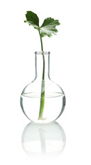 Flask with exotic plant isolated on white. Organic chemistry