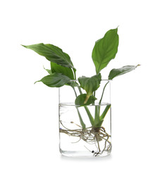 Beaker with exotic plants isolated on white. Organic chemistry