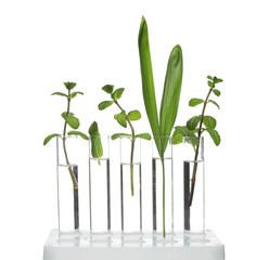 Naklejka na ściany i meble Rack with plants in test tubes isolated on white. Organic chemistry