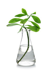 Fototapeta na wymiar Flask with exotic plant isolated on white. Organic chemistry