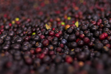 Fresh and organic blueberry