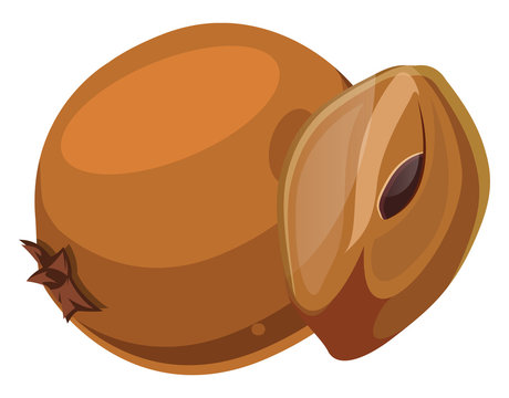 Orange chico cut in half  cartoon fruit vector illustration on white background.