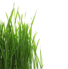 Fototapeta premium Green organic wheat grass on white background