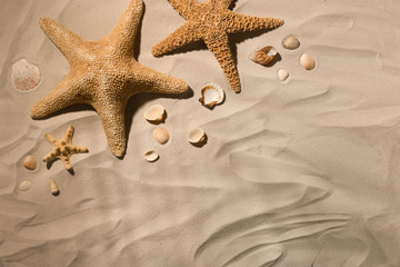 Fototapeta na wymiar Starfishes and seashells on beach sand, top view. Space for text