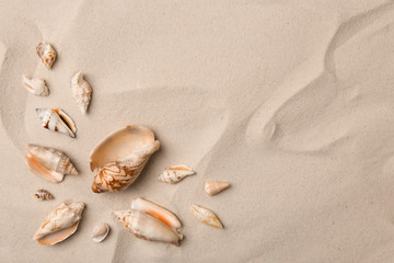 Fototapeta na wymiar Seashells on beach sand, top view. Space for text