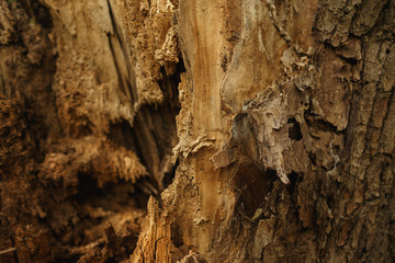 Tree structure close-up. Natural photo of bark, branch, log.