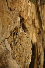Tree structure close-up. Natural photo of bark, branch, log.