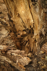 Tree structure close-up. Natural photo of bark, branch, log.