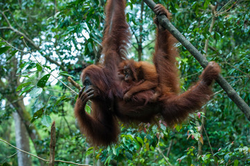 Indonesia, Sumatra, Bukit Lawang Orang Utan Rehabilitation station, mother and baby Sumatran orangutan swinging through the forest