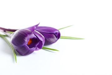 Beautiful spring crocus flowers on white background