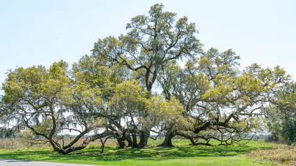 Copse of old trees in a park.
