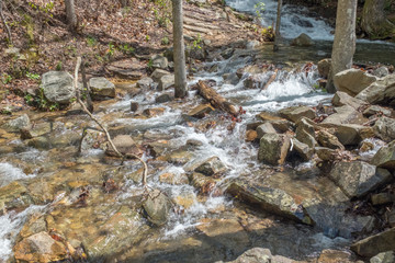 stream in forest