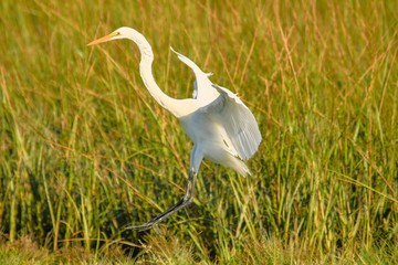 Great Egret in Flight