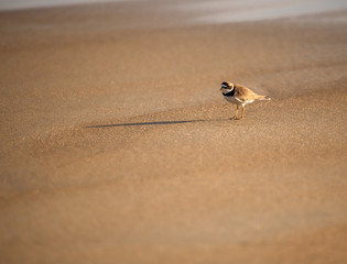 Sunset Plover at Plum Island