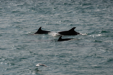 Fototapeta premium Harbour porpoises, Istanbul, Turkey