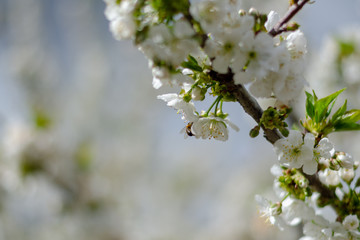 Bee on the flowers of a cherry branch
