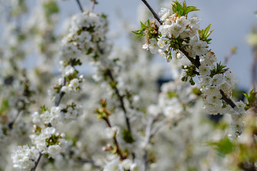 Several cherry branches in full spring flowering