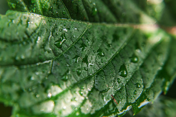 Drops of rain water on green grape leaves in vineyard. Inspirational natural floral spring or summer farming garden background. Viticulture wine industry