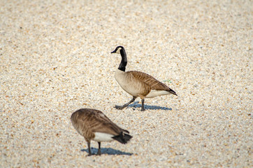 canada goose on pea gravel