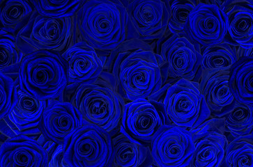 blue black roses.