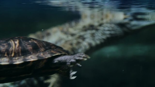 red-eared turtle under water