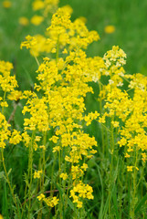 Obraz premium Flowering Bittercress, Herb Barbara (Barbarea vulgaris) in the meadow.