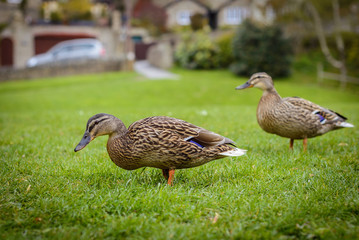 ducks on grass