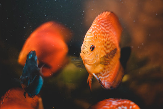 Diskusfisch im Aquarium, Fisch, Unterwasser, Leben, Natur, Tiere, Umwelt, schwimmen, tauchen 