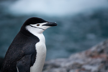 Chinstrap Penguin portrait