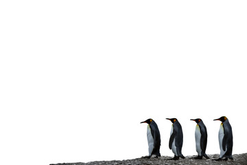 Four King Penguins in a row on a white background