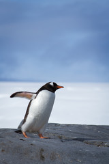 Gentoo Penguin snowy background blue sky