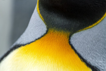 Close up of King Penguin feathers and colourful plumage