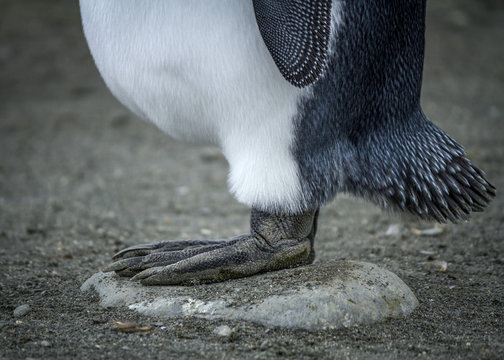Close up of King Penguin's feet standing on a rock