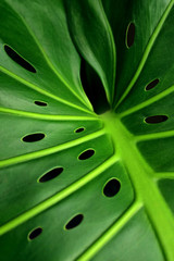 Fototapeta na wymiar Monstera leaf