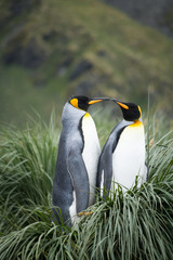 Nesting pair of King Penguins in long grass, looking at each other, beaks touching
