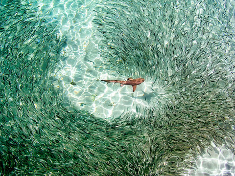 Maldives, Indian Ocean, baby black tipped reef shark Carcharhinus melanopterus amongst shoal of fish