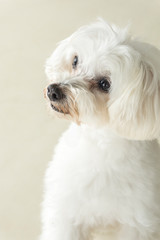 Affectionate look of white poodle in close up