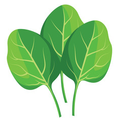 Image of Green spinach leafs vector illustration of vegetables on white background. printed on Printed Glass Splashbacks