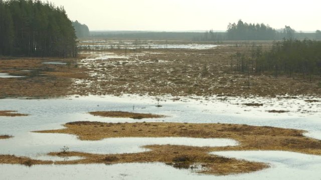 Panning over marshland at midday on a tranquil Spring day in the wilderness