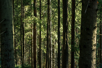 Fototapeta premium coniferous forest of trees with a full frame trail