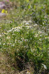 Fototapeta premium Pharmacy chamomile (Matricaria chamomilla) growing in a meadow on a spring day