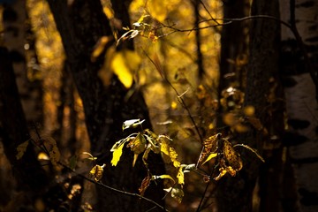 The autumn wood, yellow leaves on a wind, the wild nature